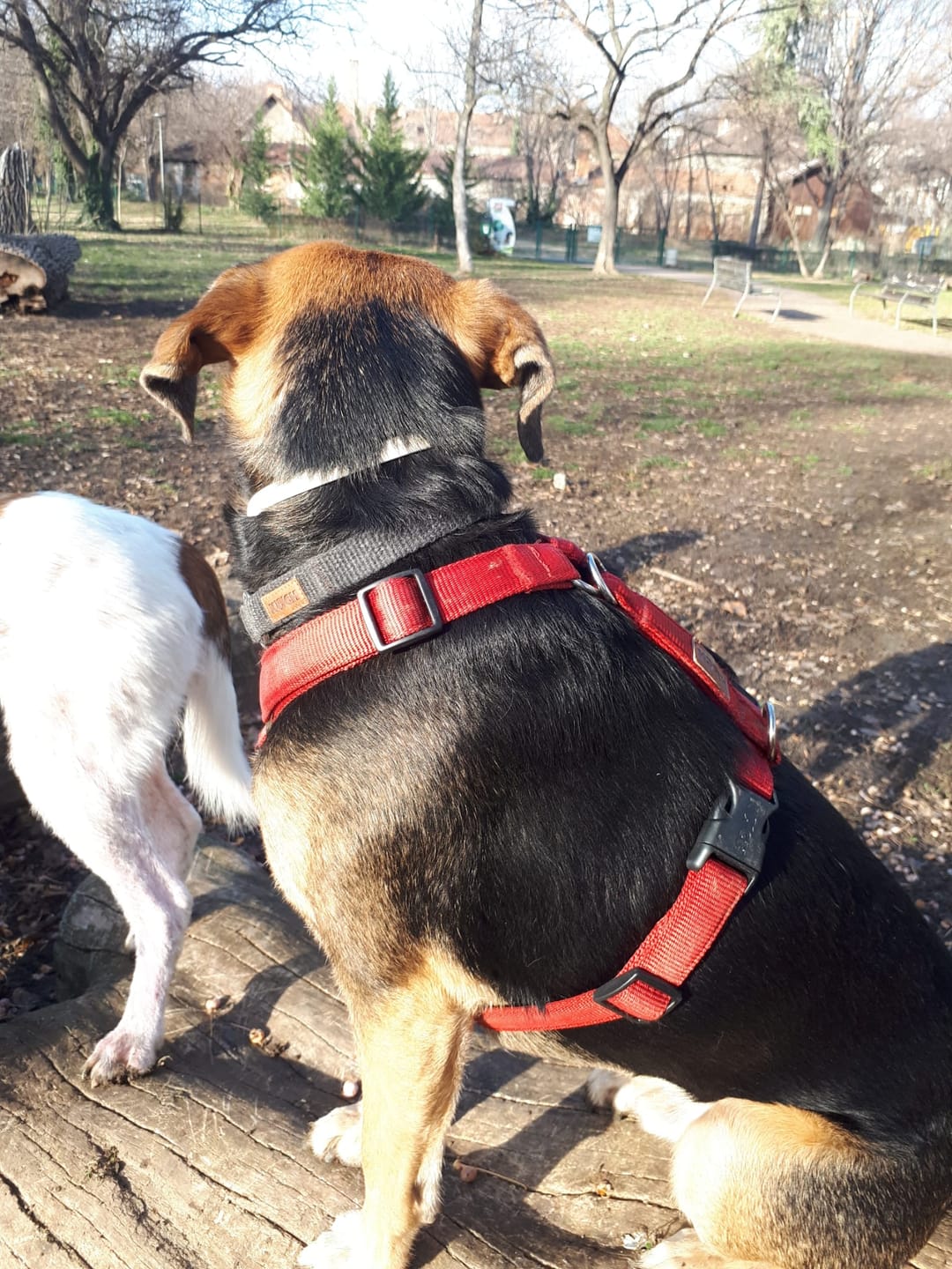Customer photo review of Premium Hundegeschirr gepolstert