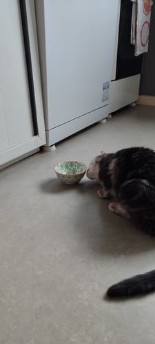 Customer photo review of Pâtées riches en bœuf & aux courgettes (chat stérilisé et chat adulte)