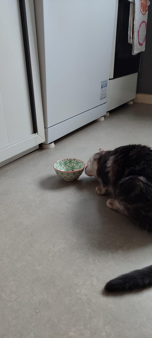 Customer photo review of Pâtées riches en bœuf & aux courgettes (chat stérilisé et chat adulte)