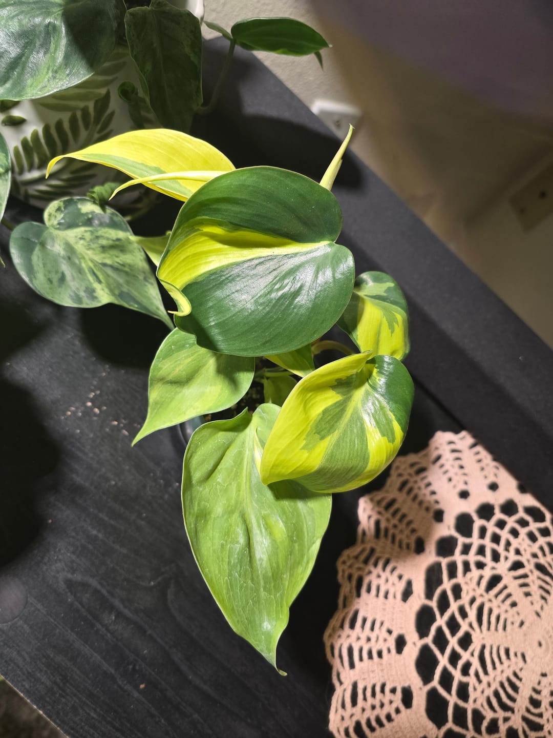 Customer photo review of Philodendron hederaceum 'Carnival'