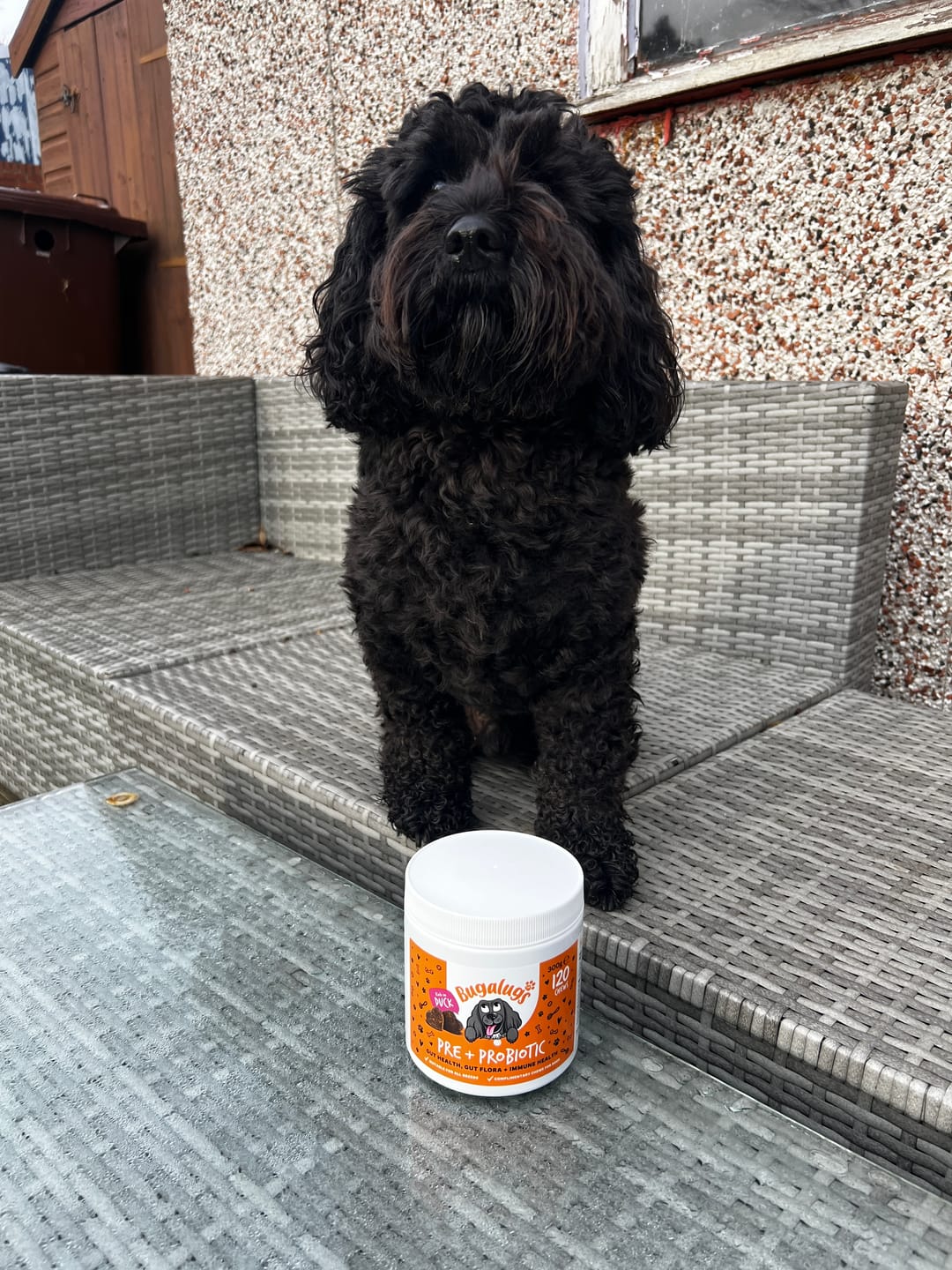 Customer photo review of Pre + Pro Biotic Supplement Chews for Dogs