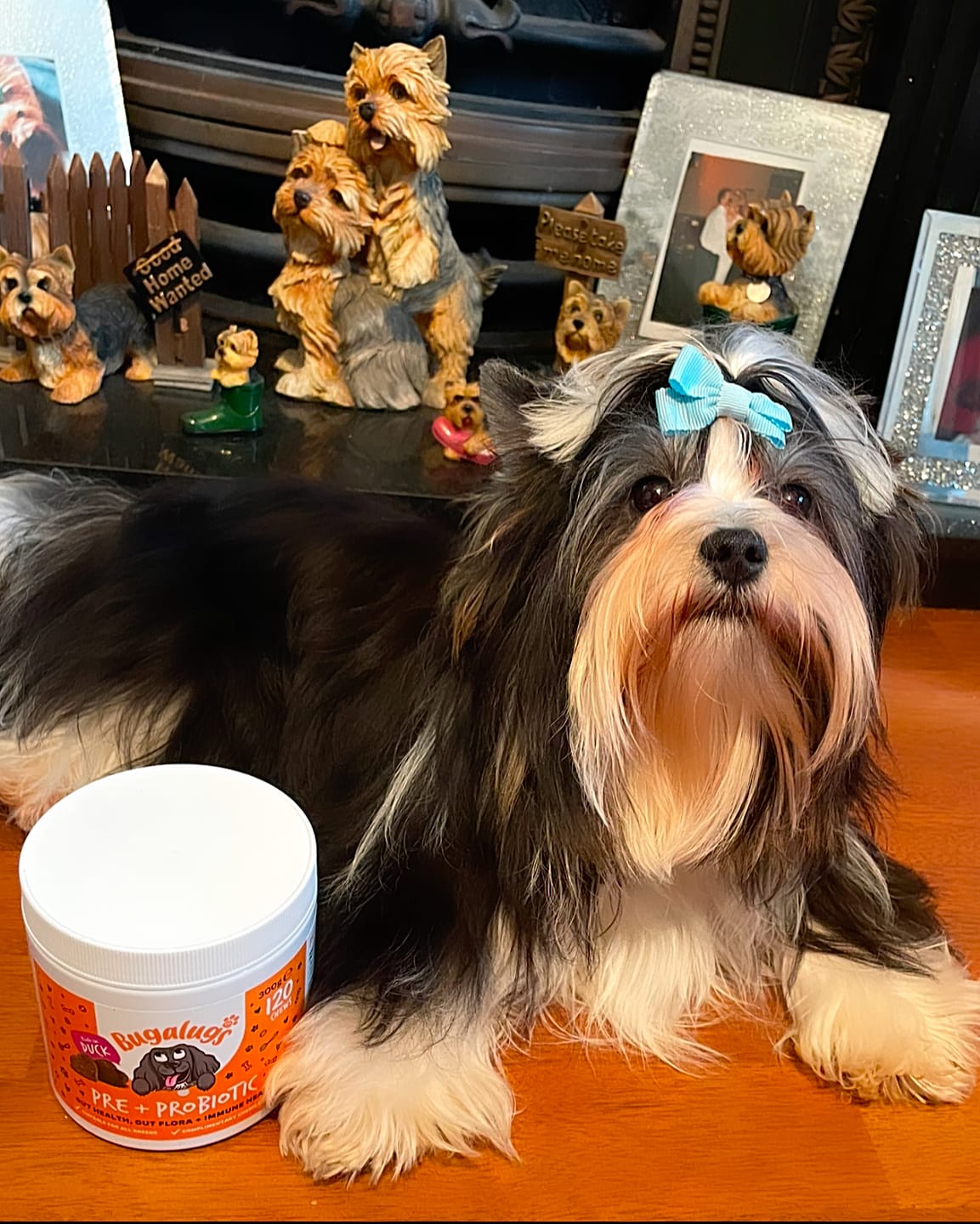 Customer photo review of Pre + Pro Biotic Supplement Chews for Dogs