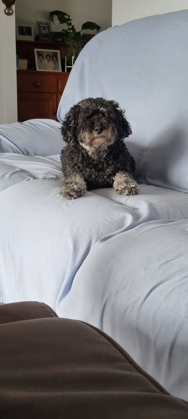 Customer photo review of DoggieBalm Manuka