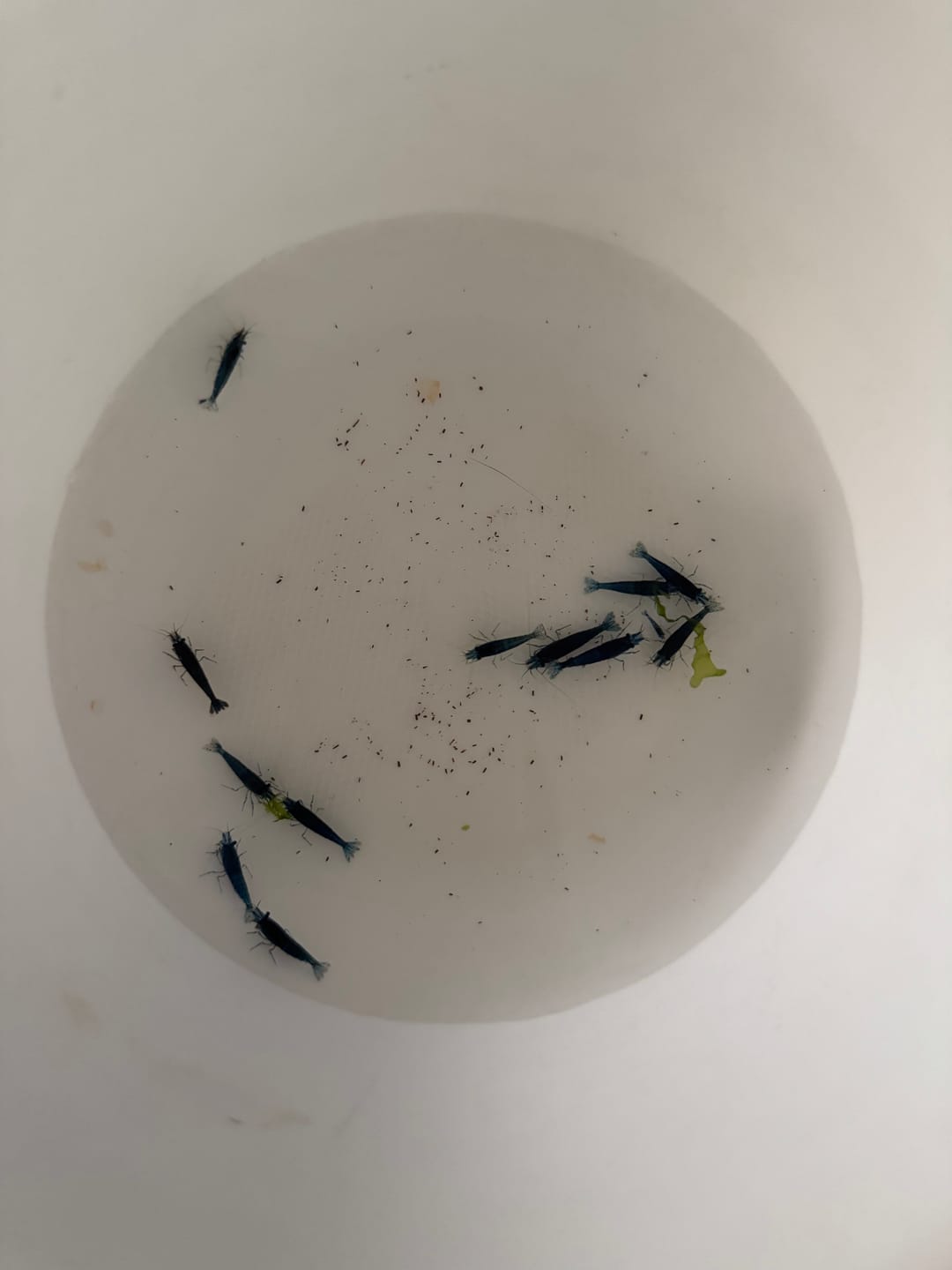 Customer photo review of Blue Dream Neocaridina Shrimp