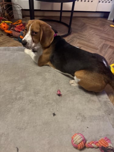 Customer photo review of Grey Play Mat