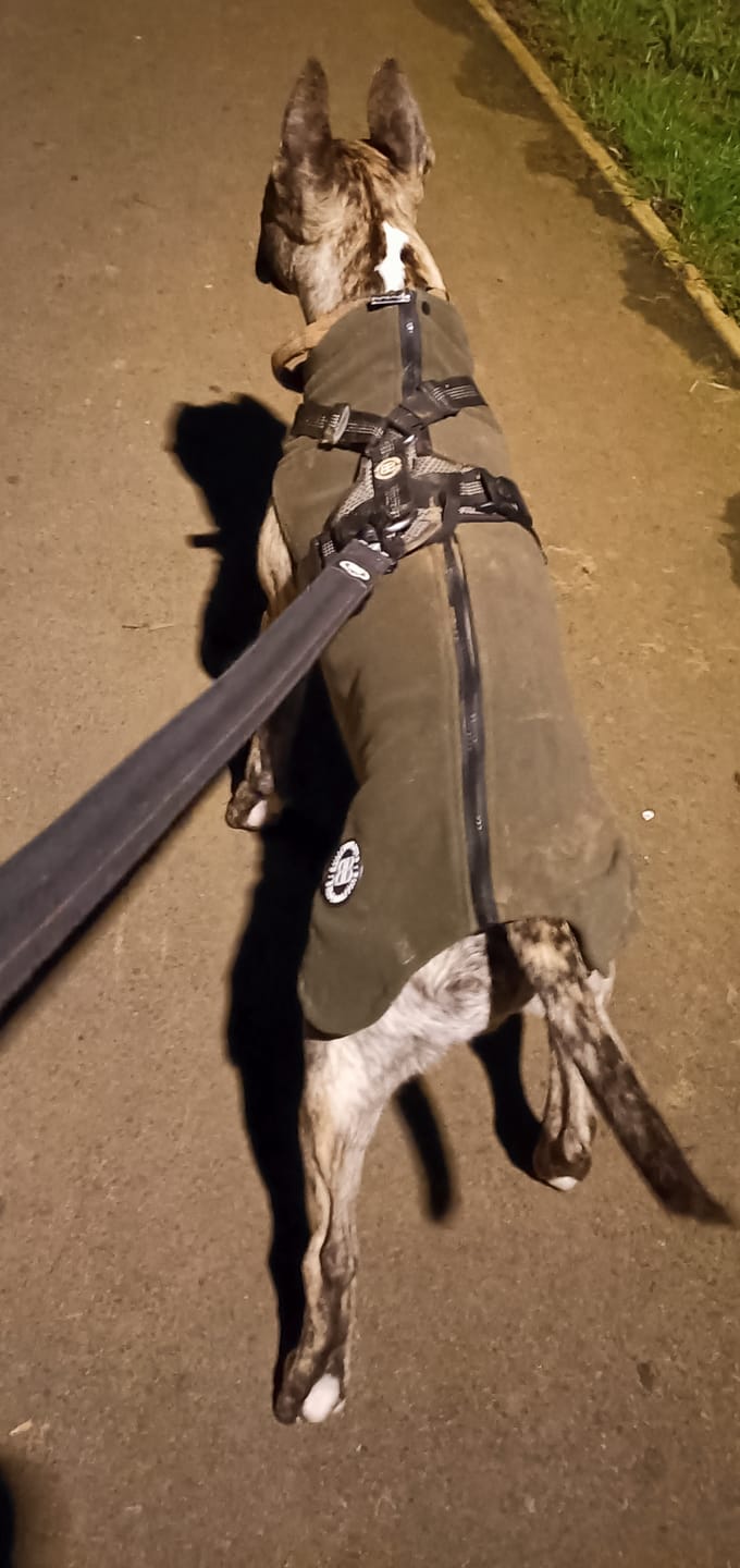 Customer photo review of Dog Fleece With Zip - Khaki