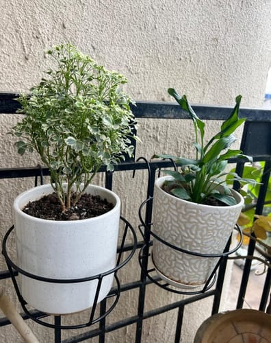 Customer photo review of United Crafts Round Railing Stands for Balcony and Home Decor