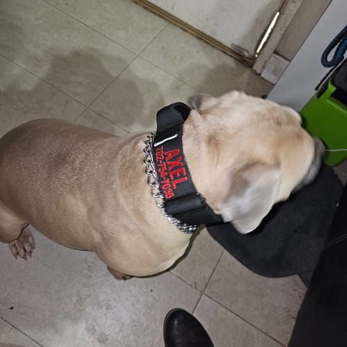 Customer photo review of Bully Proof Set Leash + Collar