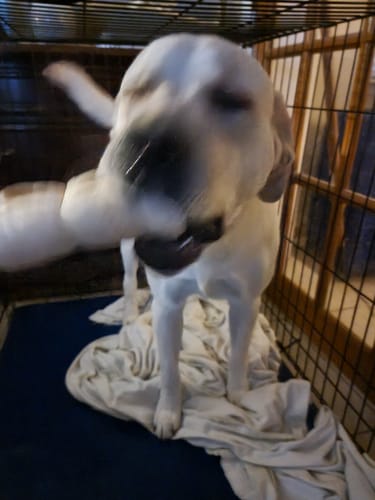 Customer photo review of Beef Cheek Rolls