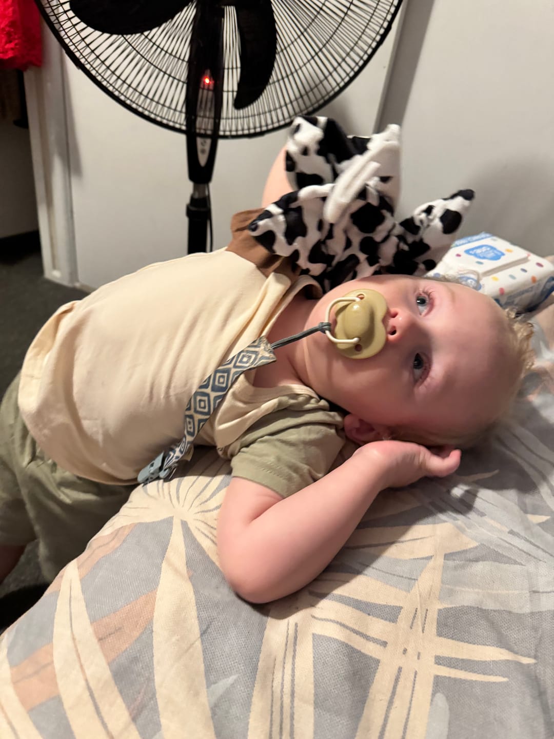 Customer photo review of Lylah the Cow