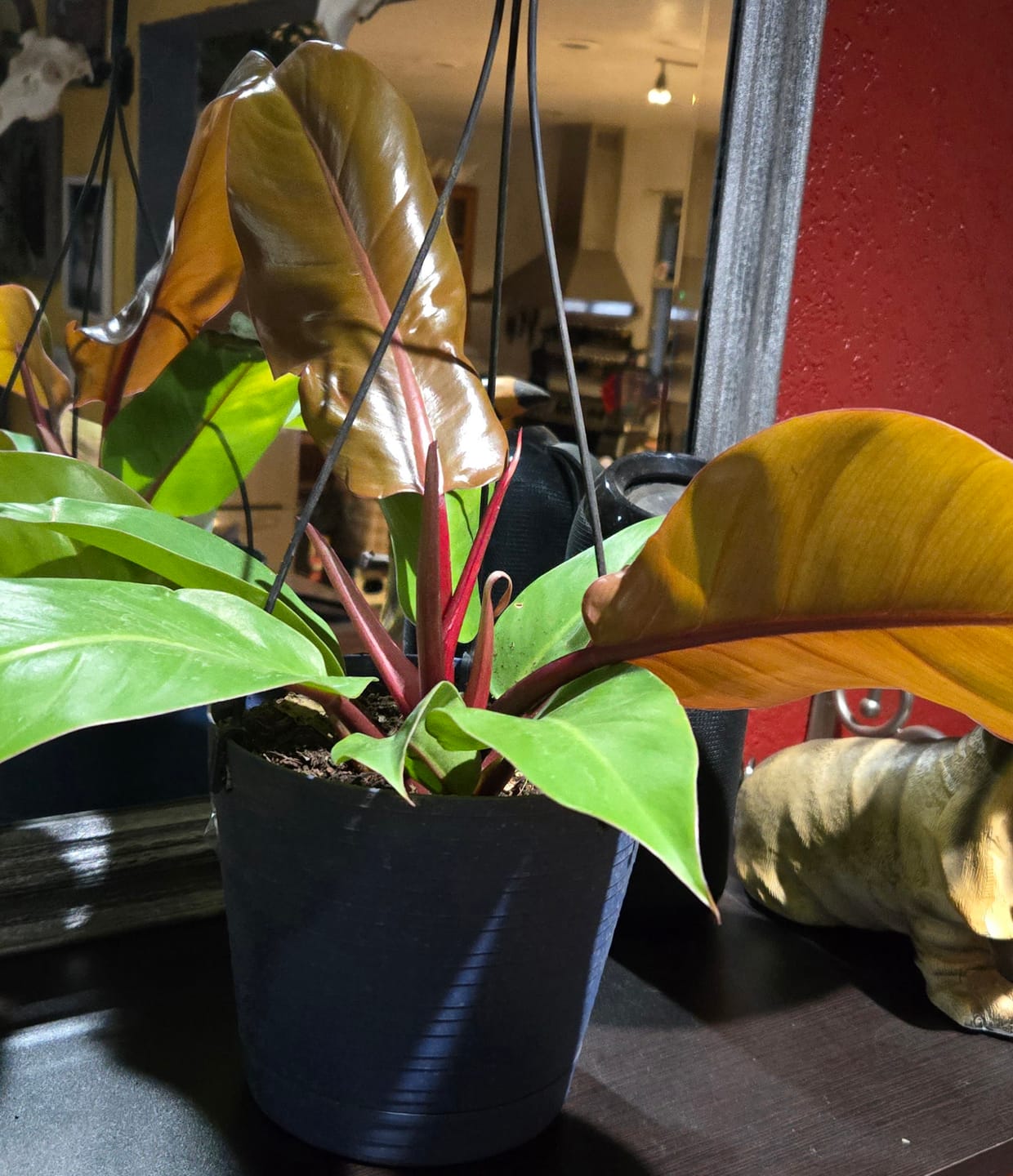 Customer photo review of Philodendron 'McColley's Finale'