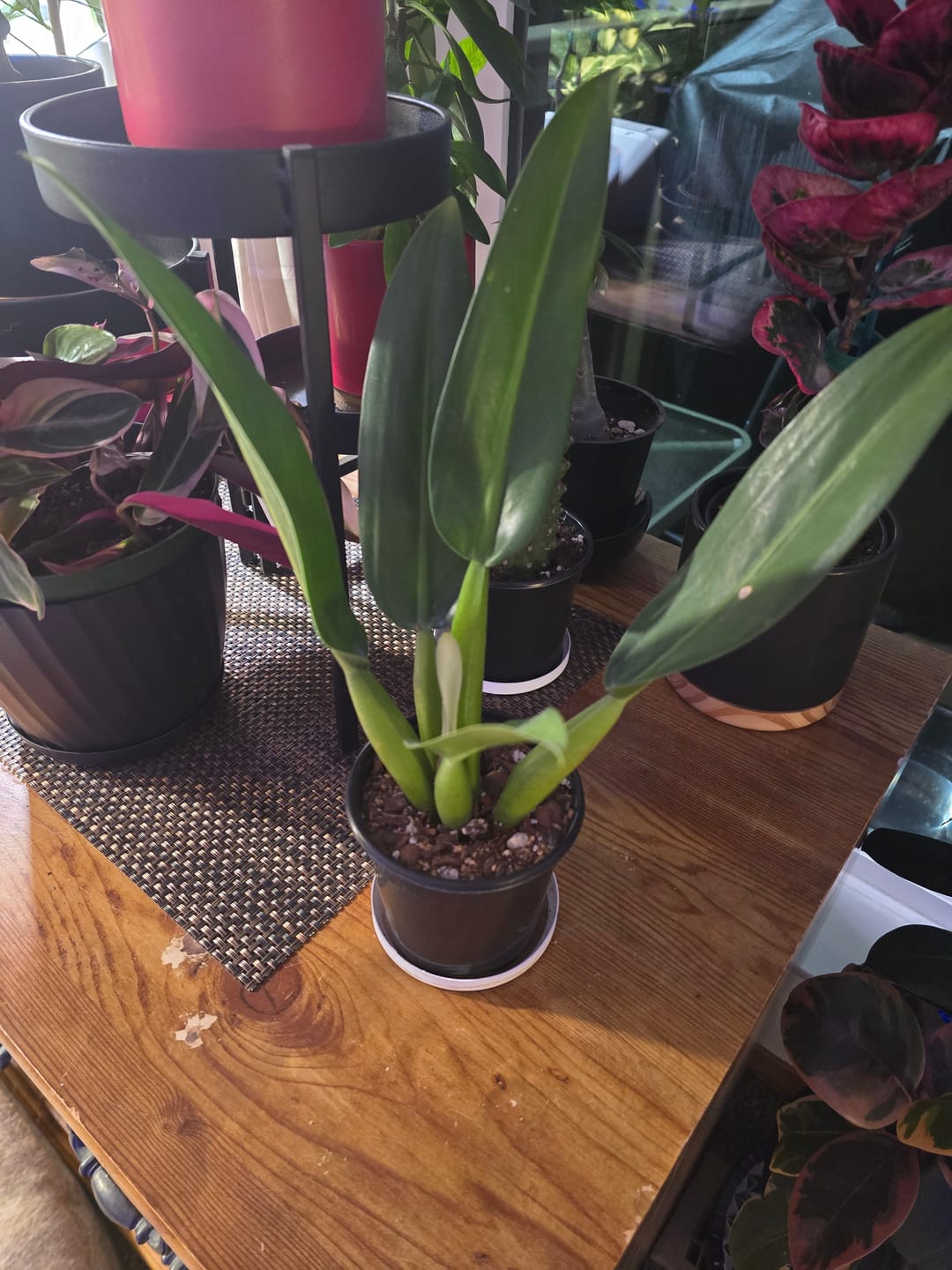 Customer photo review of Philodendron martianum 'Fat Boy'