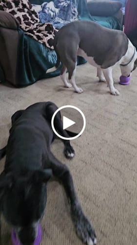 Customer video review of Freezball Bundle 90 Grams Fillers