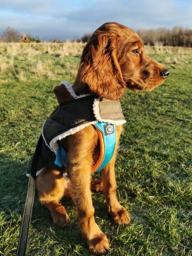 undefined review of Slip on Harness | Foam Padded - Light Blue x Orange image 1 out of 1