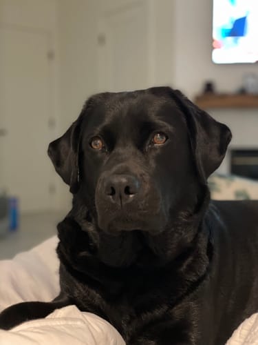 Customer photo review of Itch & Allergy