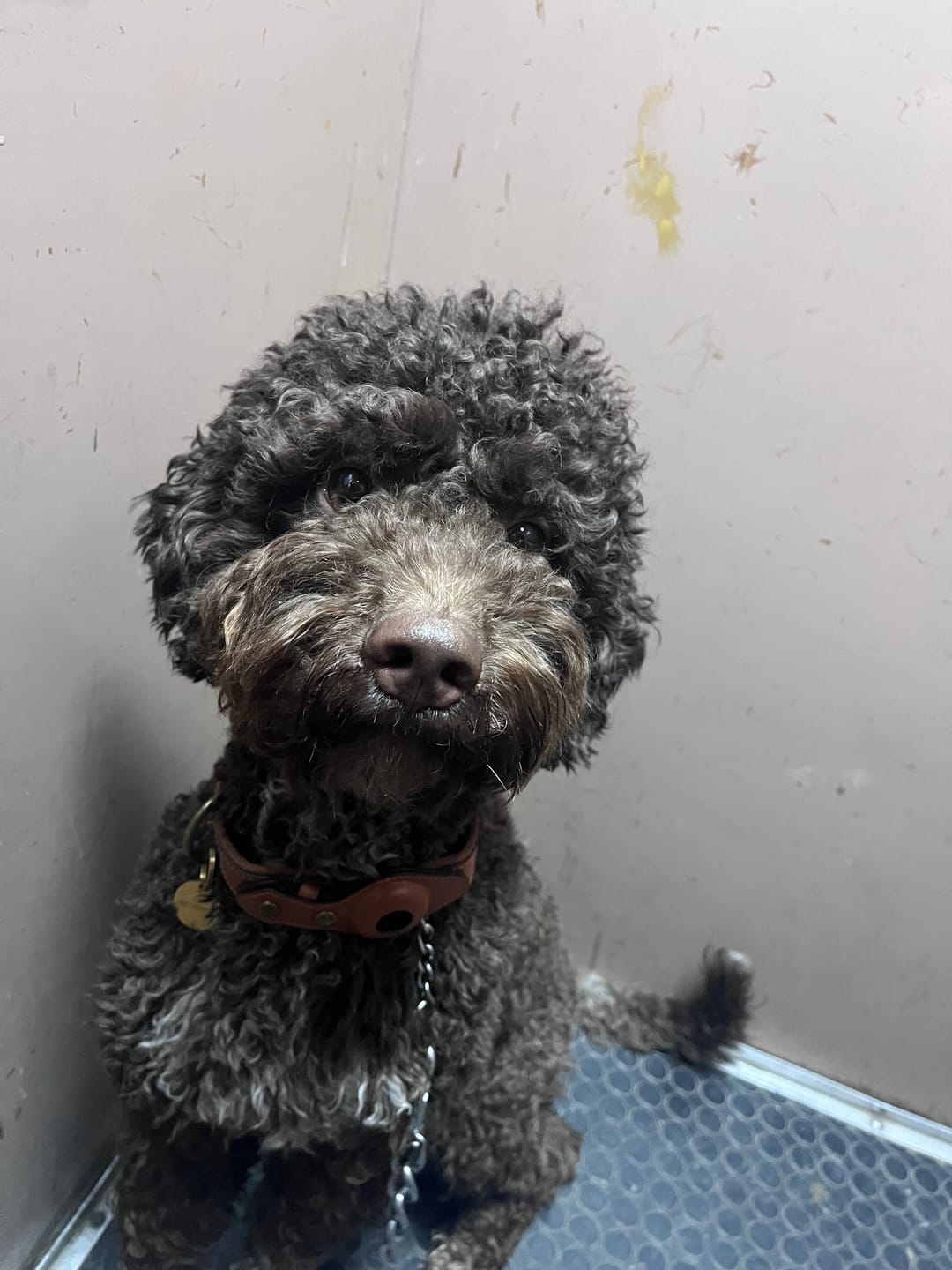Customer photo review of Keepaws™ Leather AirTag Collar