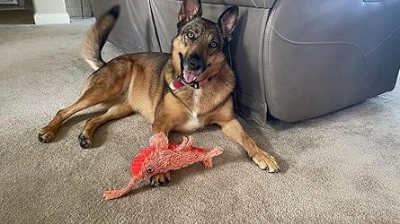 Customer photo review of Pfoten Wiese - Interaktives Hundespielzeug