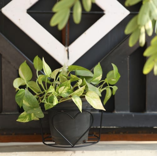 Customer photo review of UnitedCrafts Heart Railings Stands for Balcony & Home Decoration