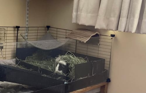 Customer photo review of Timothy Hay Box 'Blend'