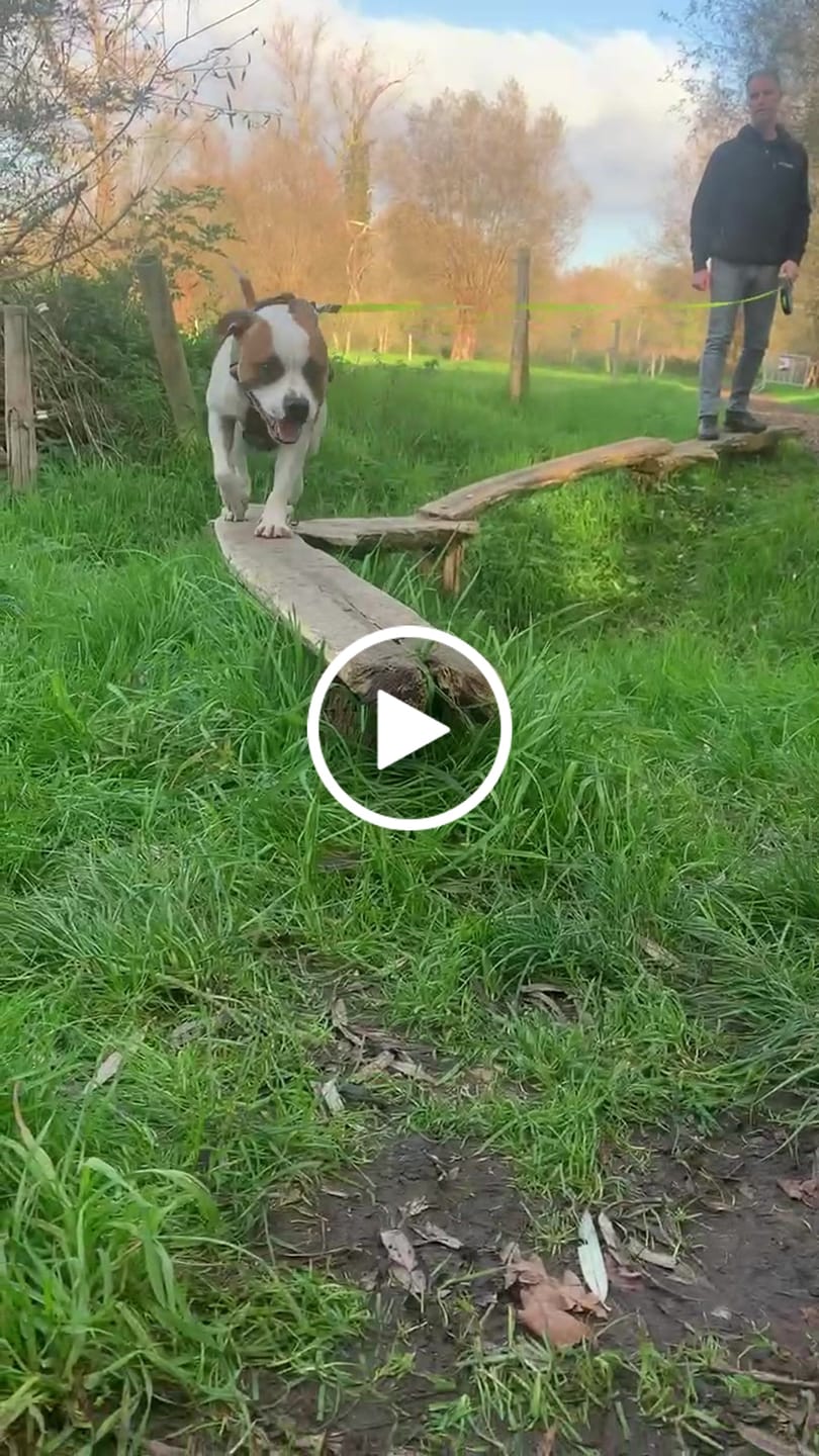 Customer video review of TRI-Harness® | Anti-Pull, Adjustable & Durable - Dog Trainers Choice -  Khaki v2.0