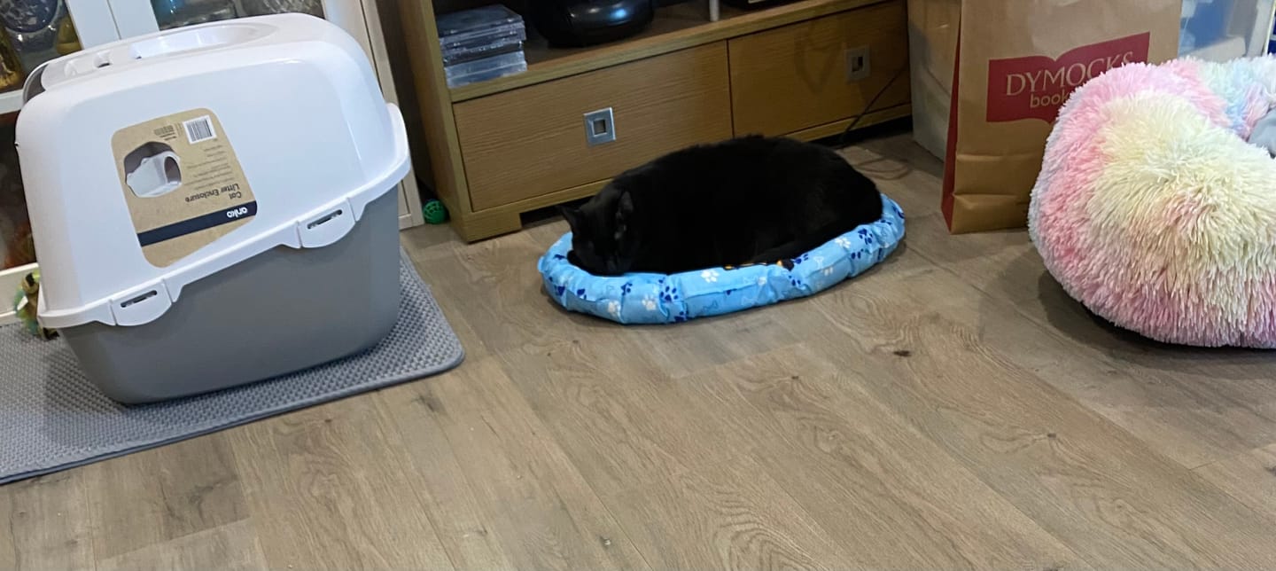 Customer photo review of Pawz Pet Cooling Mat Dog Cat Gel Non-Toxic Bed Pillow Self-cool Summer Ice Pad