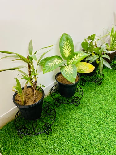 Customer photo review of United Crafts Lilly Stands for Planters/Elegant Home & Garden Décor