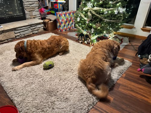 Customer photo review of Freezbox - Super Tough Treat Toy