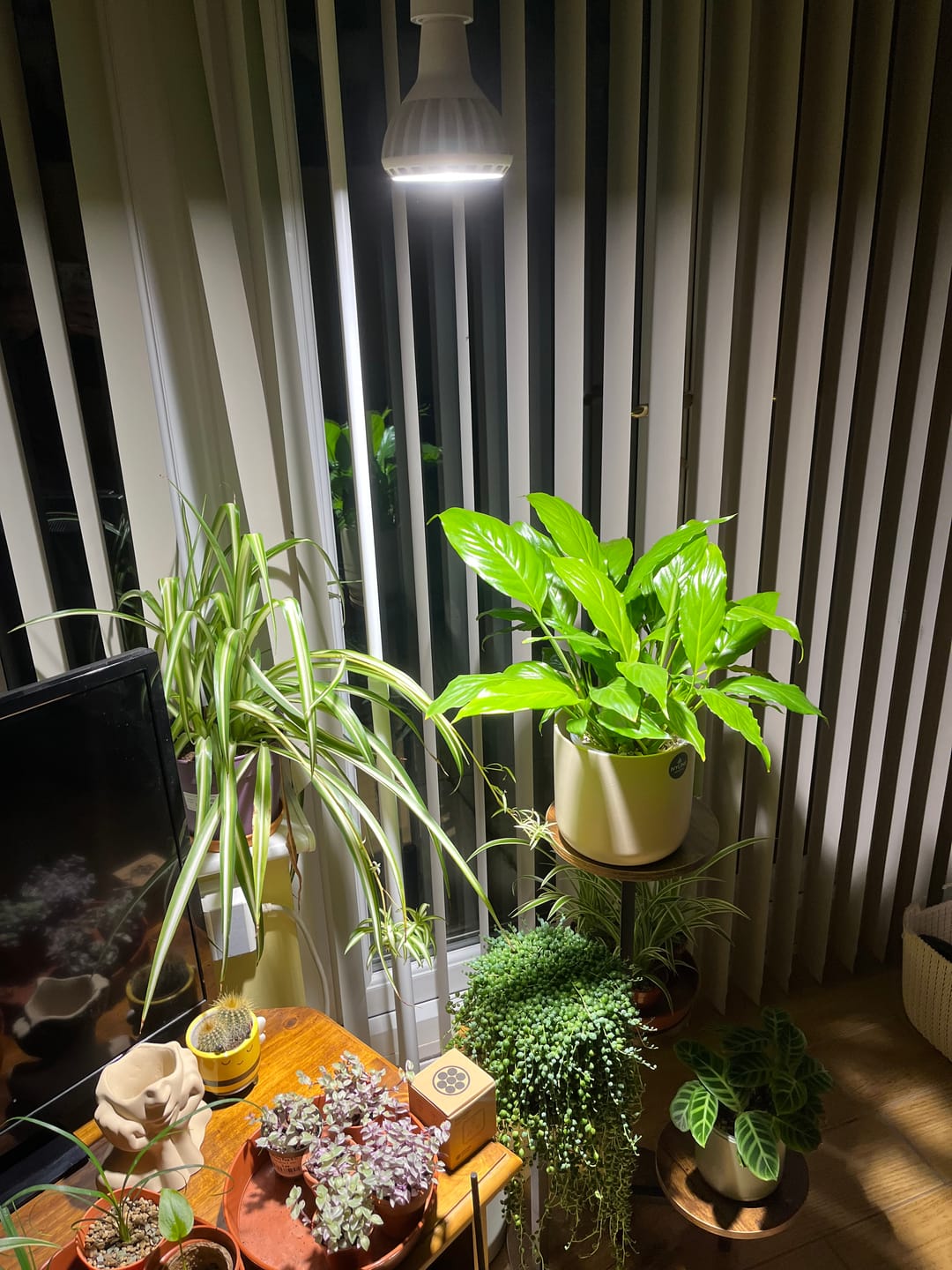 Customer photo review of Pianta Adjustable Floor Lamp