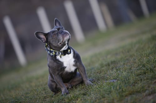 Customer photo review of 4cm Combat® Collar | With Handle & Rated Clip - Lightning
