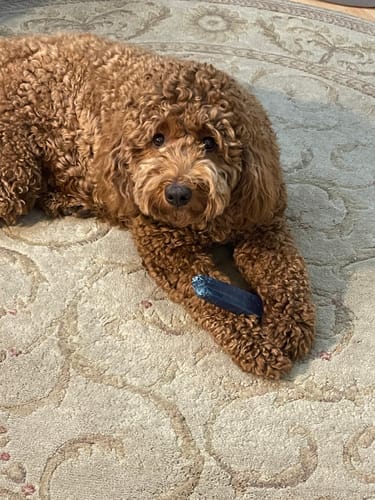 Customer photo review of BLUEBERRY YAK CHEWS