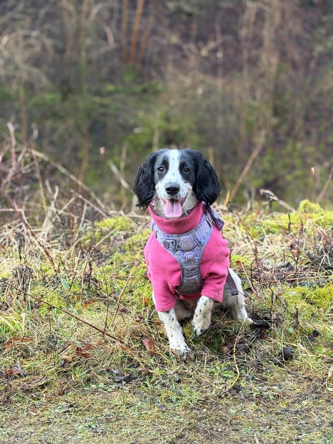 Customer photo review of Disney© Tough Trails™ Harness - Bambi + Friends Lilac
