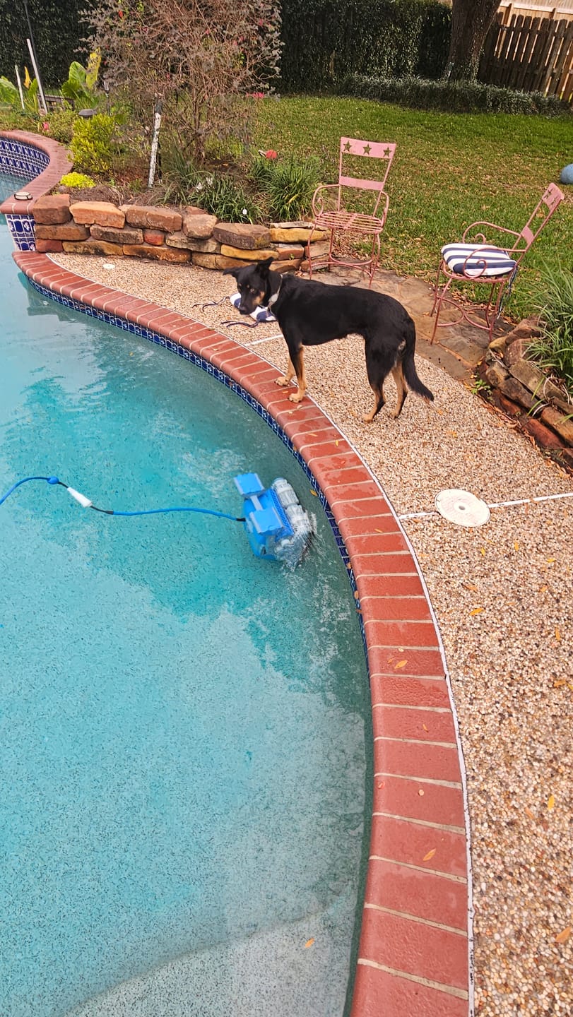 Customer photo review of Ships Next Day New Maytronics Dolphin M400 Robotic Pool Cleaner