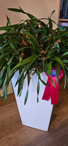 Customer photo review of Maxillaria variabilis preisgekrönte XXL Mutterpflanze im 25 cm Topf