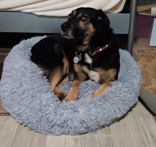 Customer photo review of Puppery Hundebett Wolke 7 - Das Original