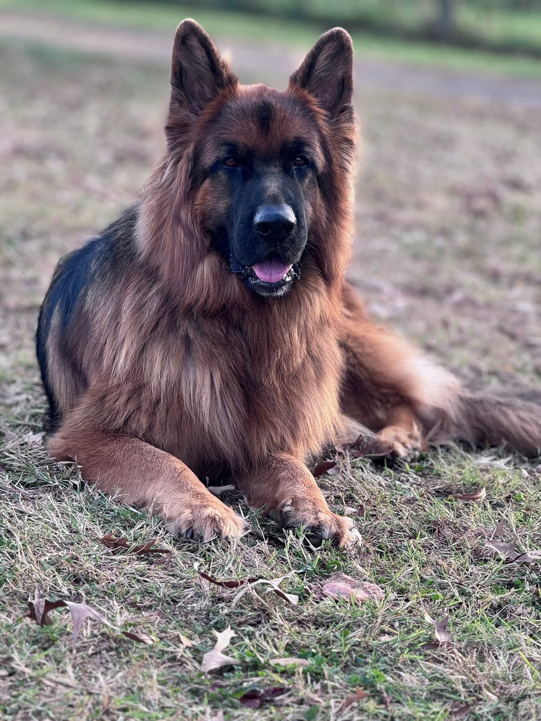 Customer photo review of Blueberry Himalayan Yak Chew (MEDIUM)