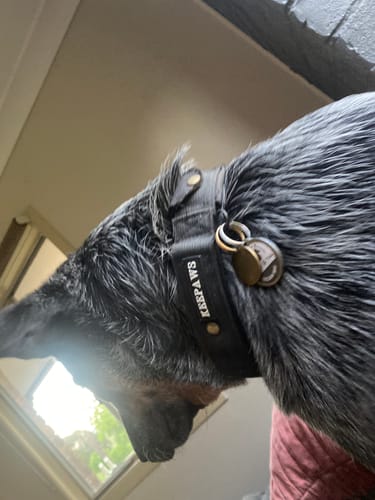 Customer photo review of Keepaws™ Tactical AirTag Collar