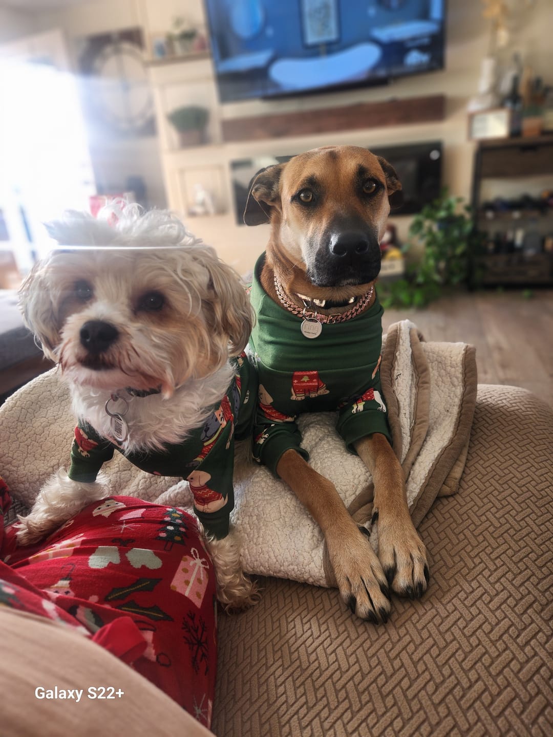 Customer photo review of Bully Bargain Bag