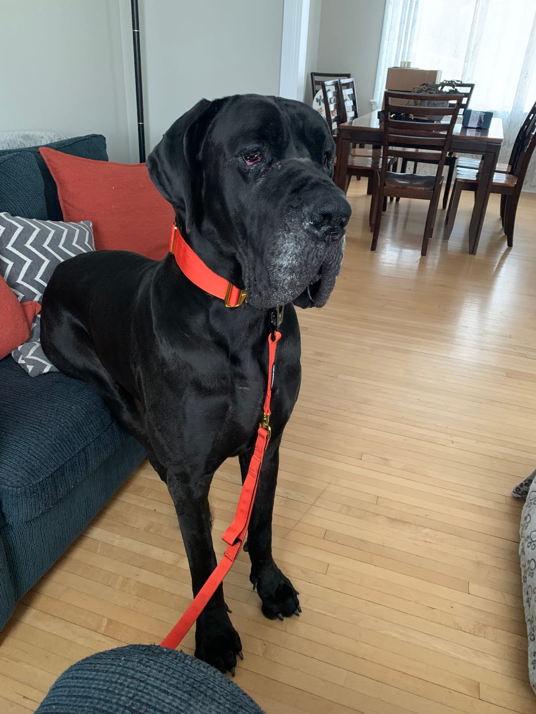 Customer photo review of Tacti Luxe Dog Leash - Gold Cognac