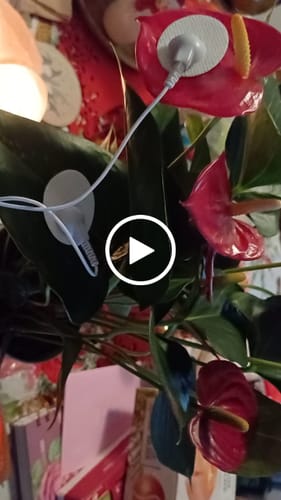 Customer video review of PlantWave