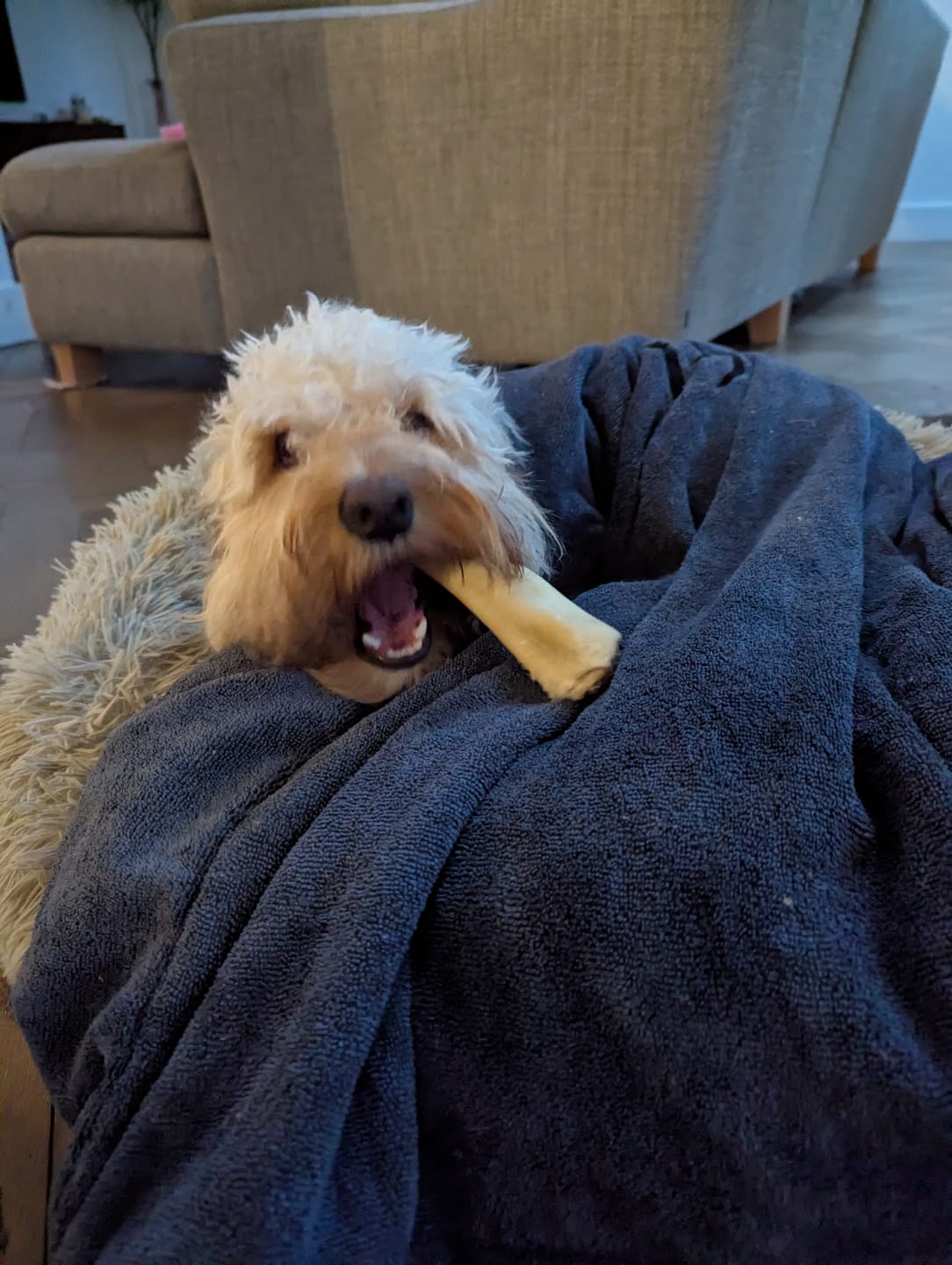 Customer photo review of Luxury Dog Drying Bag