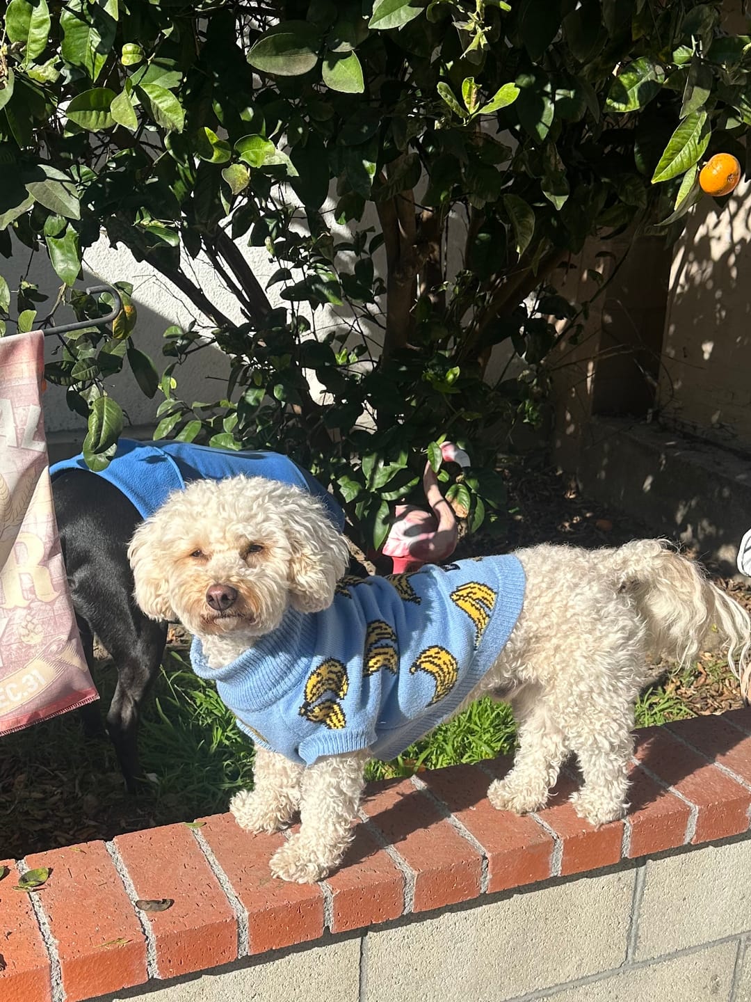 Customer photo review of Banana Knit Dog Sweater