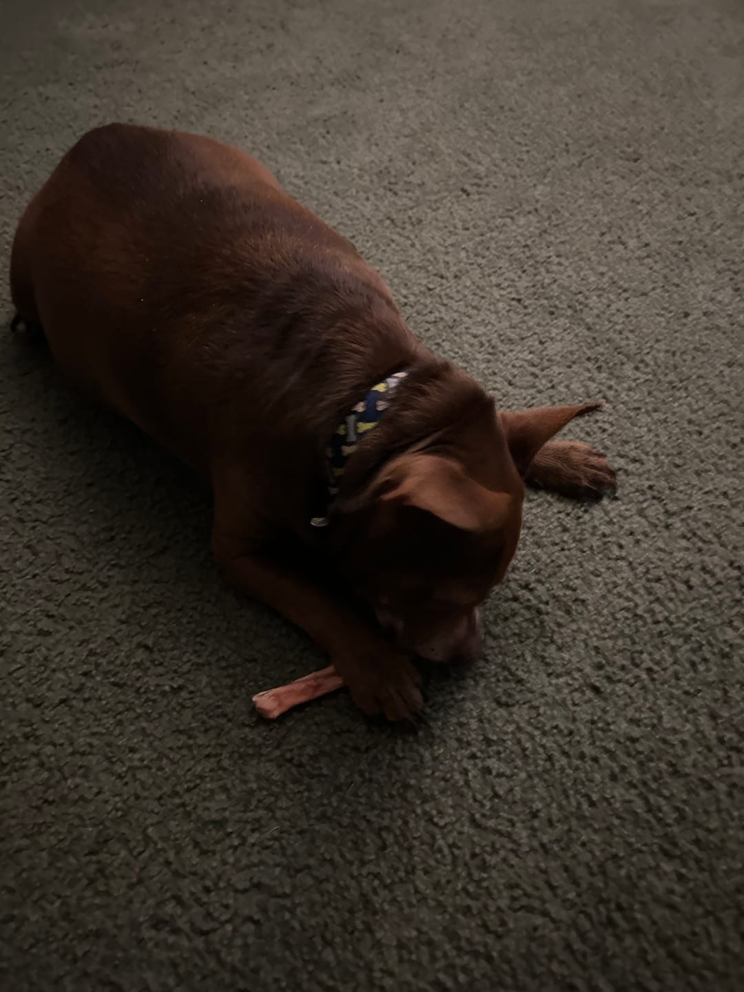 Customer photo review of Bully Sticks - 4-8 Inch