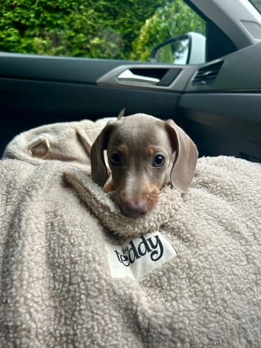 Customer photo review of The Cosy Car Seat