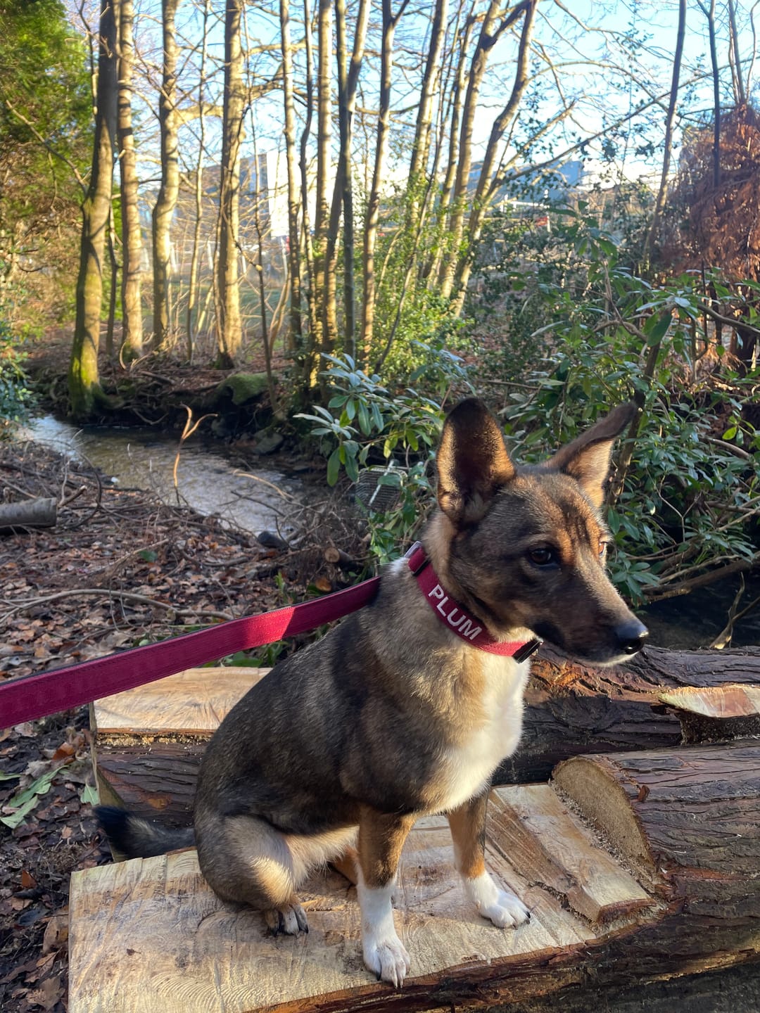 Customer photo review of 2.5cm Combat® Collar | With Handle & Rated Clip - Burgundy