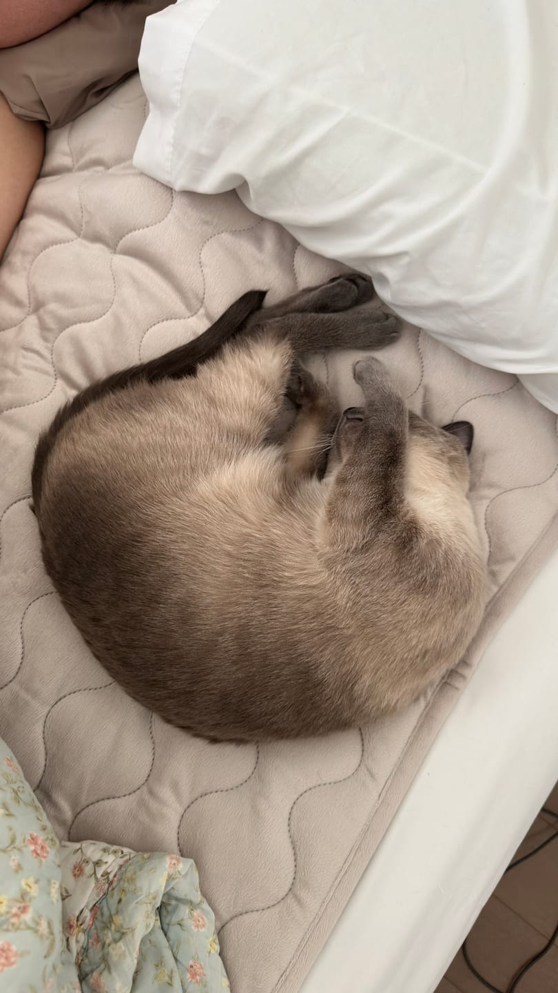Customer photo review of Heated Mattress Pad, EMF-Free