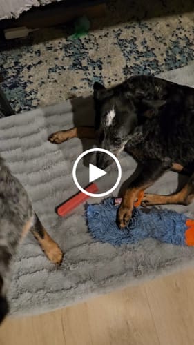 Customer video review of BLUEBERRY YAK CHEWS