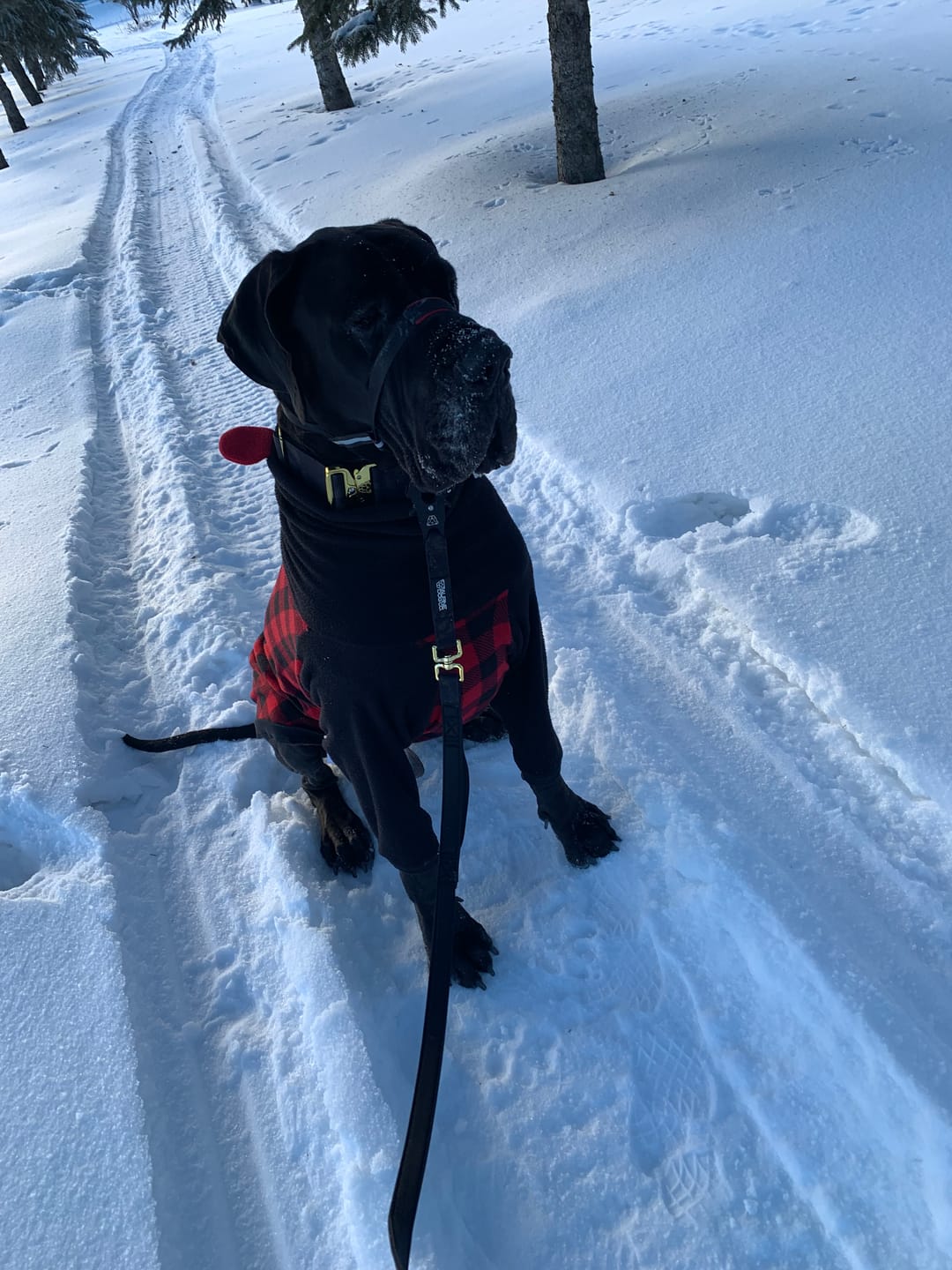 Customer photo review of Tacti Luxe Dog Leash - Gold Camo
