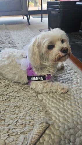 Customer photo review of Dog Harness