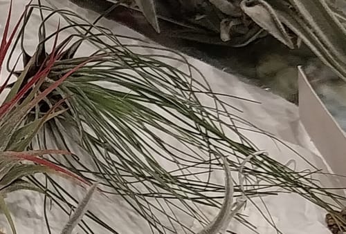Customer photo review of Filifolia Large  *SALE! 50% OFF*