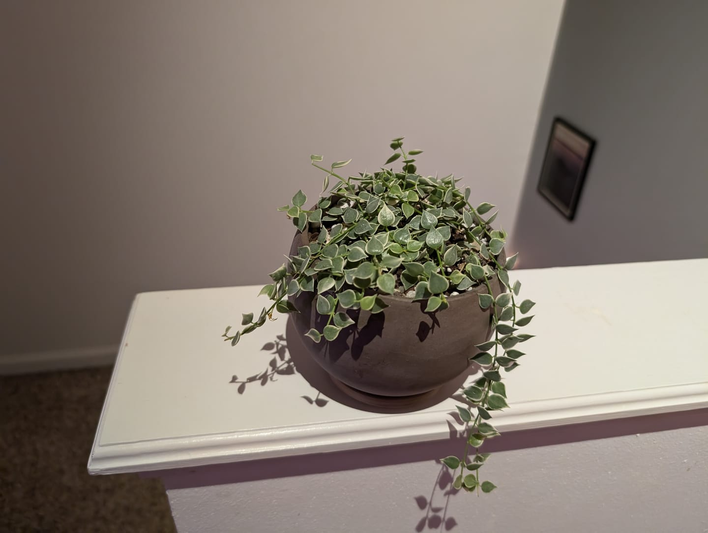 Customer photo review of Dischidia ruscifolia 'Variegata' "Million Hearts"